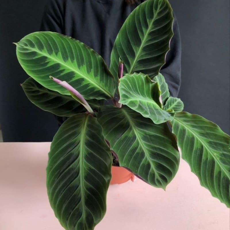 Calathea Zebrina Jungle Velvet / Tanaman Hias Calathea