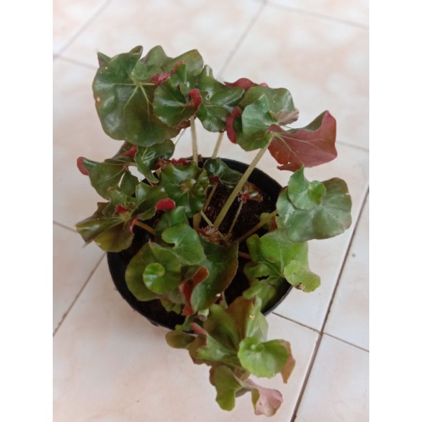 Begonia keong hijau dewasa