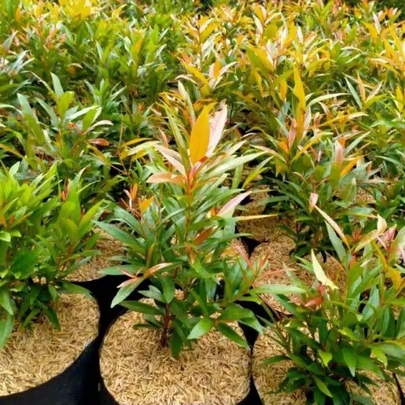 bunga pucuk merah bunga hidup