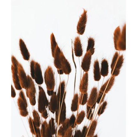 1 ikat Lagurus Coklat | Bunga Kering Bunny Tail | Dried Flower | Lagurus Kering Murah