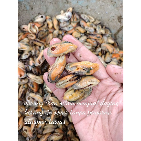 

daging kerang ijo segar 500 gram