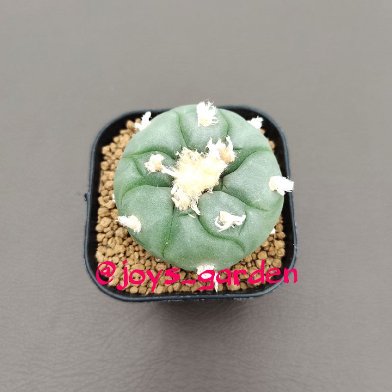Tanaman kaktus: Lophophora williamsii