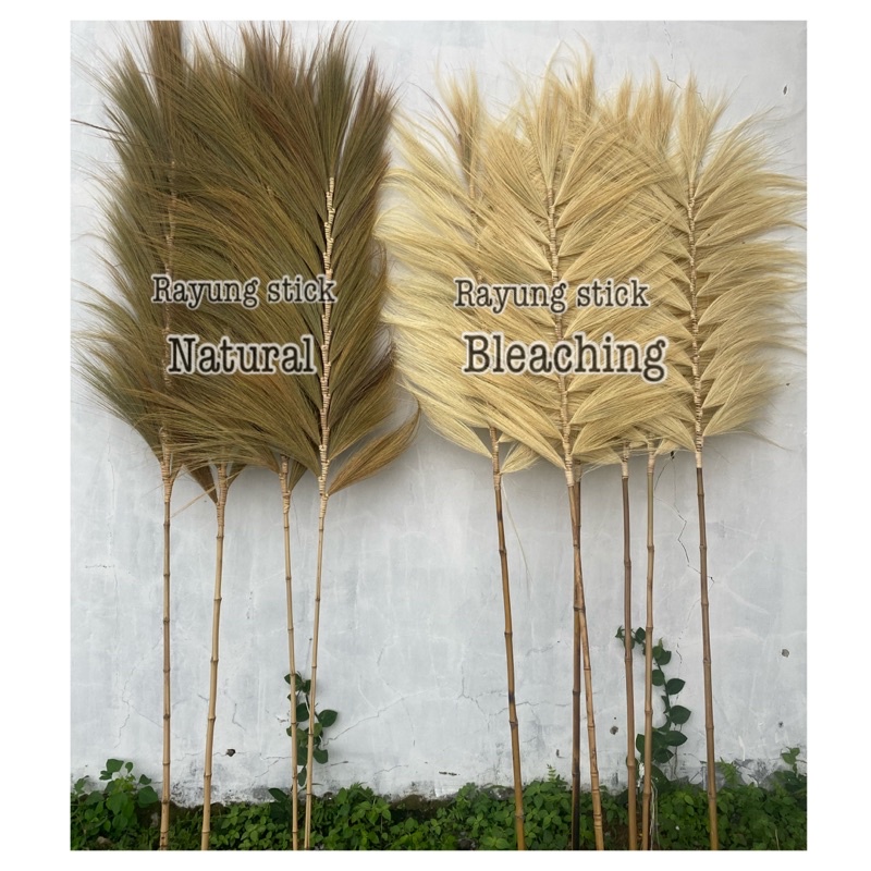 pampas rayung bunga kering BIG SIZE ijuk dried flower