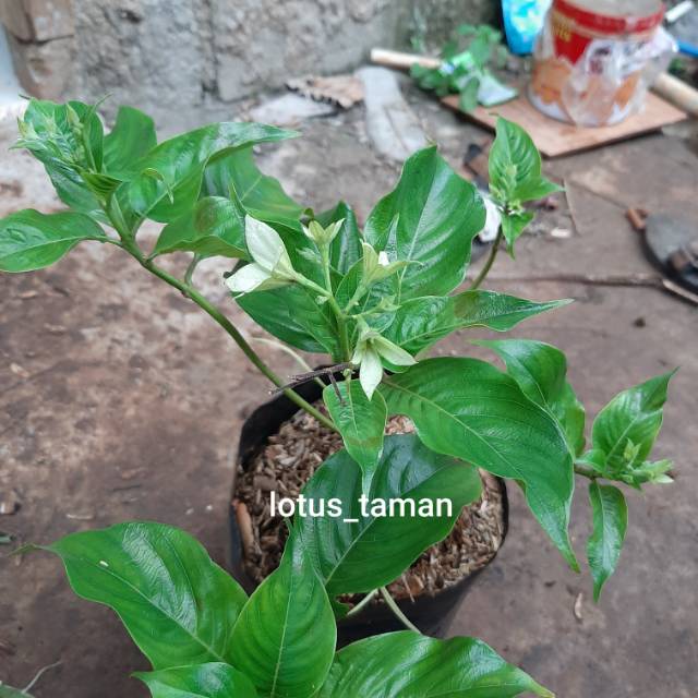 Pohon Nusa Indah Bunga Putih Bibit Tanaman Bunga Nusa Indah Shopee Indonesia