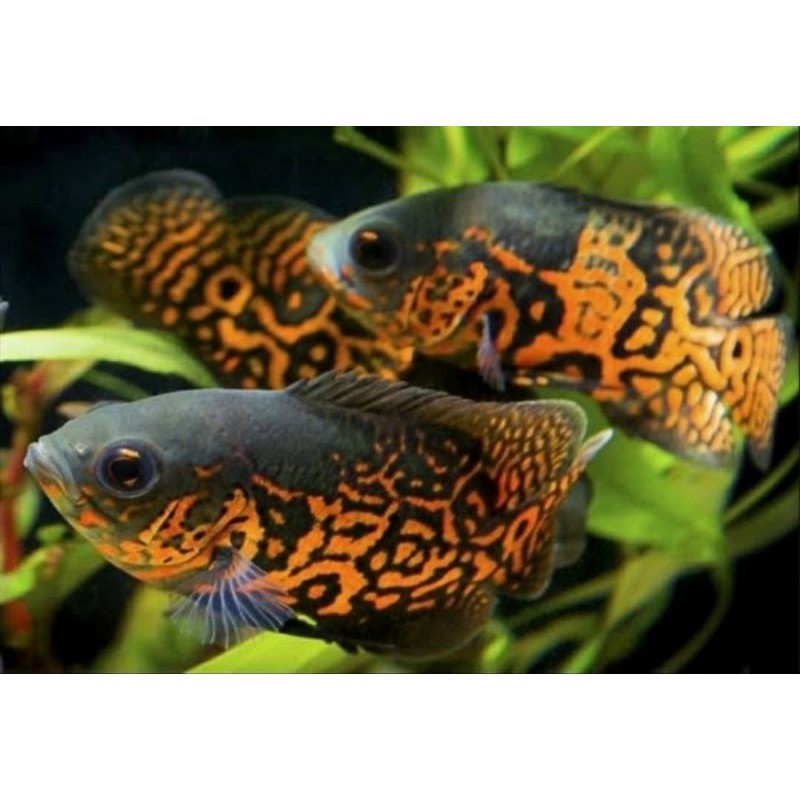Oscar Black Tiger Import Astronotus Sp Cichlid American