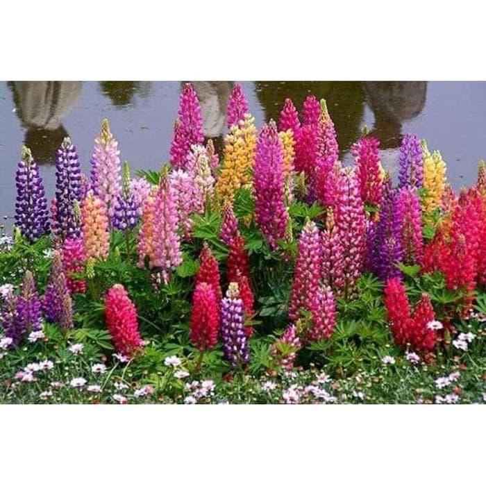 Benih/Bibit Seeds Bunga Lupine Mix Banyak Warna Isi 20 Biji
