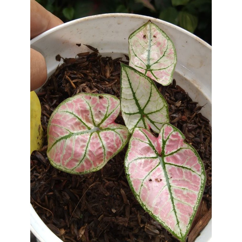 Size Remaja Keladi Arini Menari (Tanpa Pot )