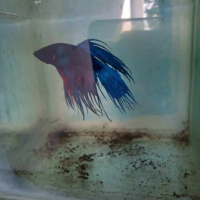 

Cupang crostaiil Kediri Betta fish