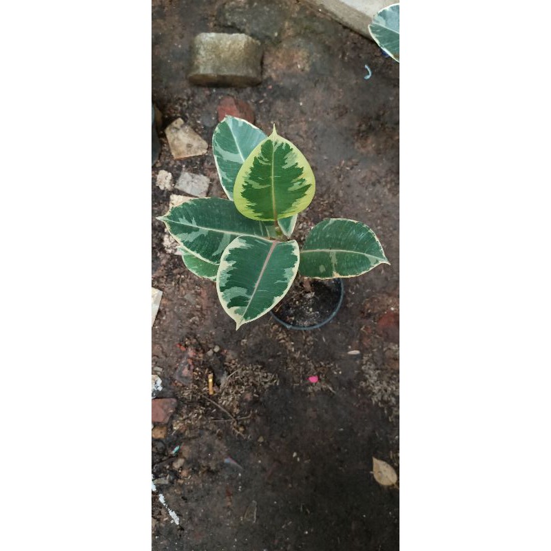 tanaman hias karet kebo varigata /tanaman karet merah varigata