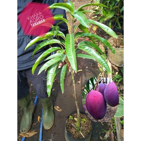 Bibit mangga irwin super