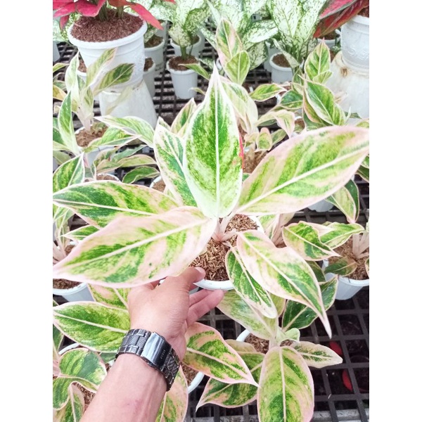 Aglonema lipstik puding