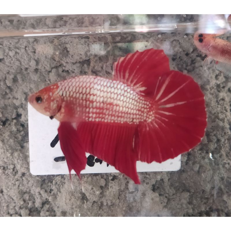 CUPANG HMPK GIANT RED DRAGON
