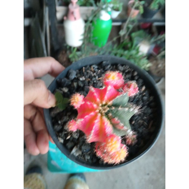 Kaktus Gymnocalycium Mihanovichii Miha Tricolor indukan on graft