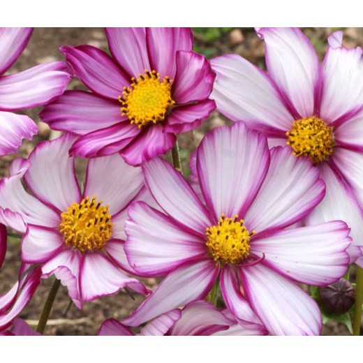 Benih Bibit Biji - Bunga Cosmos Candy Stripe Flower Seeds - IMPORT