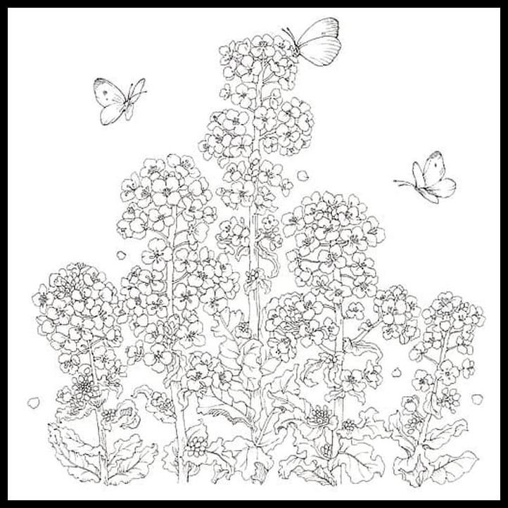 Jual Murah Flowers Coloring Book Japanese Buku Mewarnai Bunga