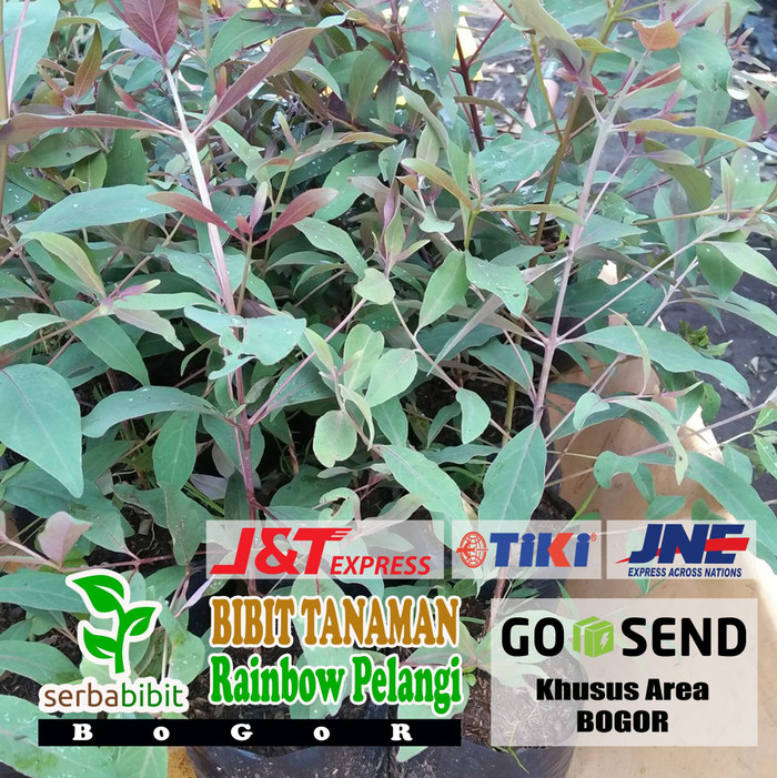 Bibit Pohon Rainbow Eucalyptus - Pohon Pelangi - Eucalyptus Deglupta