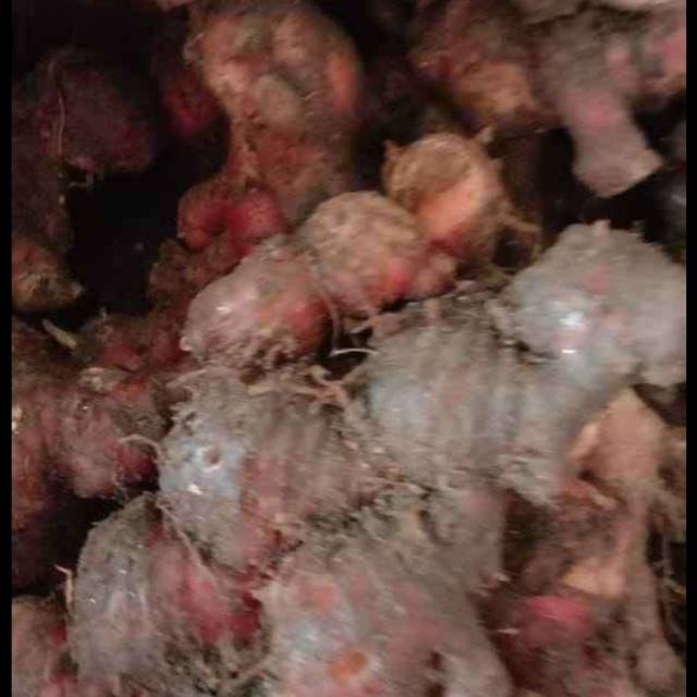 

Jahe merah segar