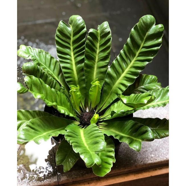 kadaka lasagna (cobra) #aroid #kadaka #lasagna