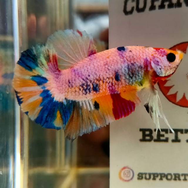 Ikan cupang plakat nemo candy