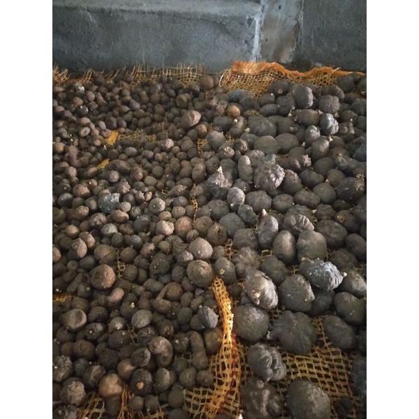 Umbi Katak Porang Super perkilo