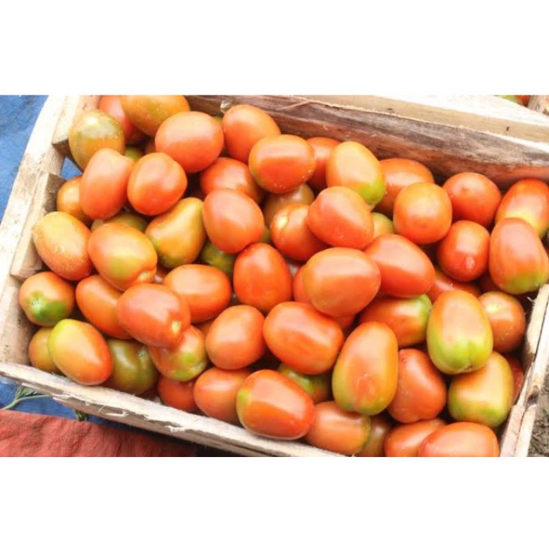 

♥️ TOKO MEDAN ♥️ Tomat Buah Segar