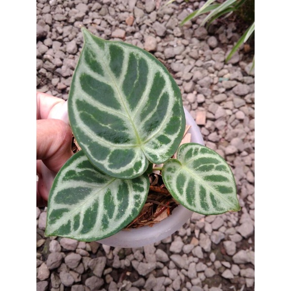 Anthurium/ kuping gajah Silver Hope