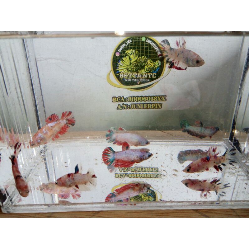 PROMO MURAH BETTA IKAN CUPANG AVATAR FANCY GORDON KOI PREMIUM