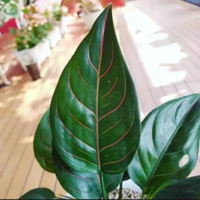 Tanaman hias aglonema rotundum - tanaman aglonema rotundum - tanaman rotundum