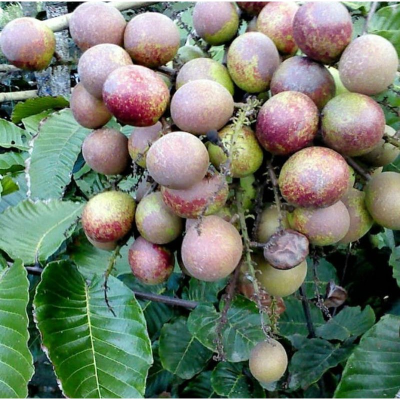 Bibit Tanaman Buah Matoa Super Bibit Buah Matoa Cangkok Bibit Matoa Cangkok - AGRO WISATANI