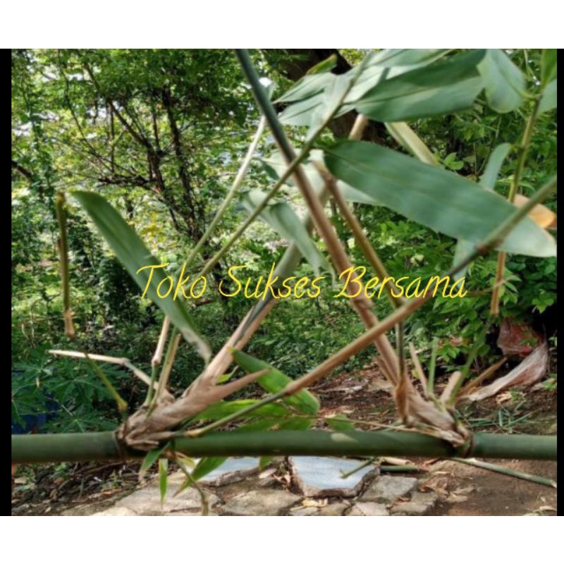 Bambu Pethuk, Pring Pethuk || Bambu Unik || Bambu Antik