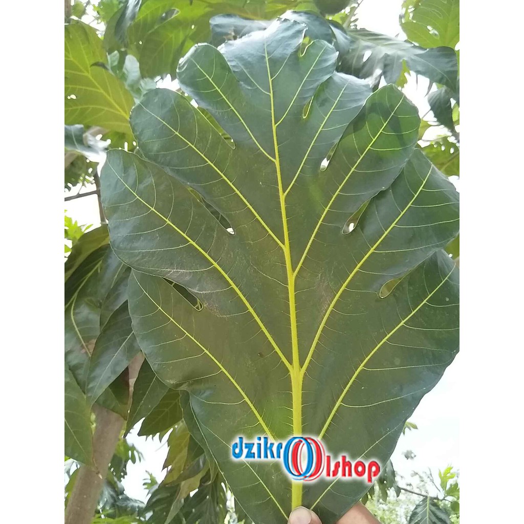

DAUN SUKUN SEGAR / 250 GRAM / OBAT HERBAL MURAH / DAUN SUKUN ALAMI