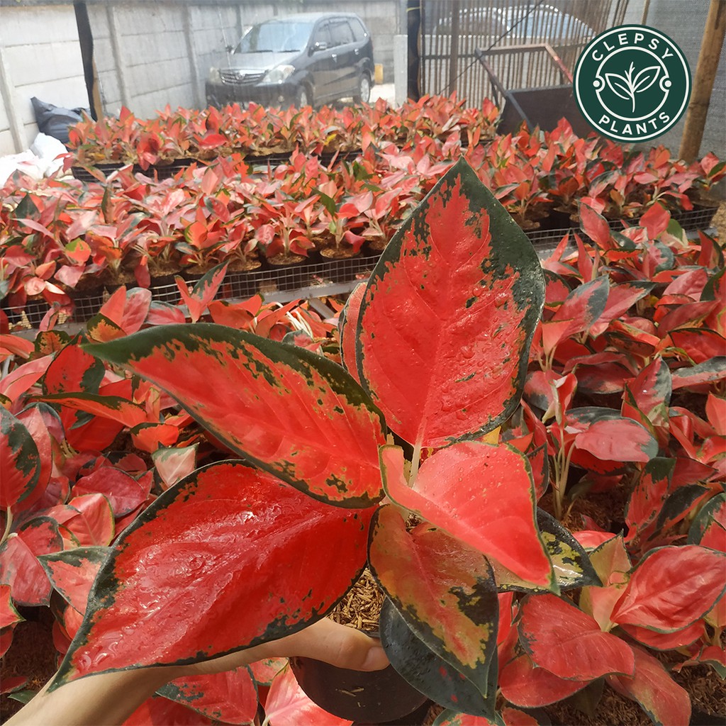 aglonema murah suksom jaipong