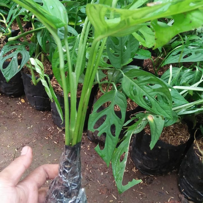 Monstera obliqua - Janda bolong daun besar