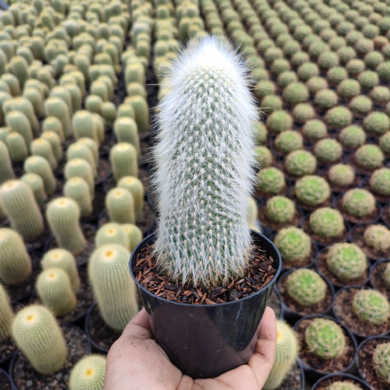 Cephalocereus Senilis (Old Man) Ownroot | DP 10cm | Kaktus