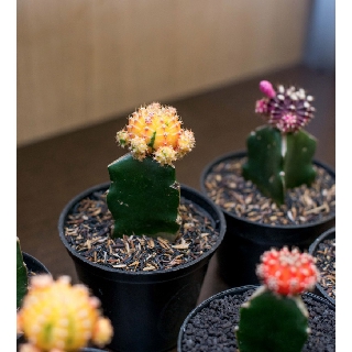 Kaktus warna warni gymno Moon Cactus Grafting | Shopee Indonesia