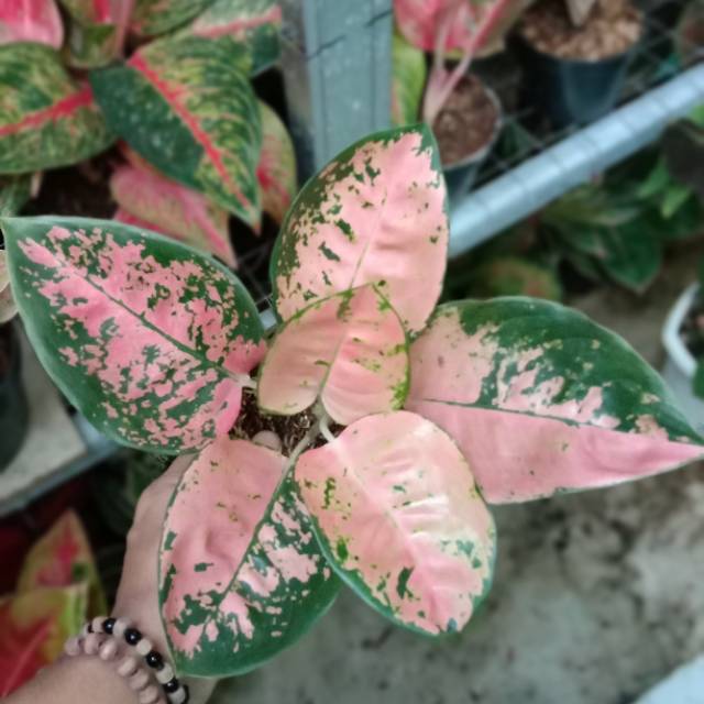 Aglonema Kochin Eboni