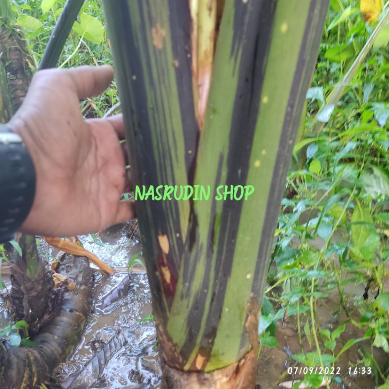 

[Fresh] BONGGOL SENTE POHON HITAM-HIJAU 2KG ALOCASIA MACRORRHIZOS BIBIT SENTE
