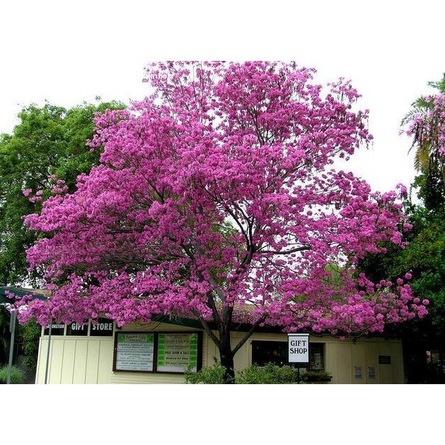 Tabebuya pink 70-80 cm - Bibit bunga tabebuya pink