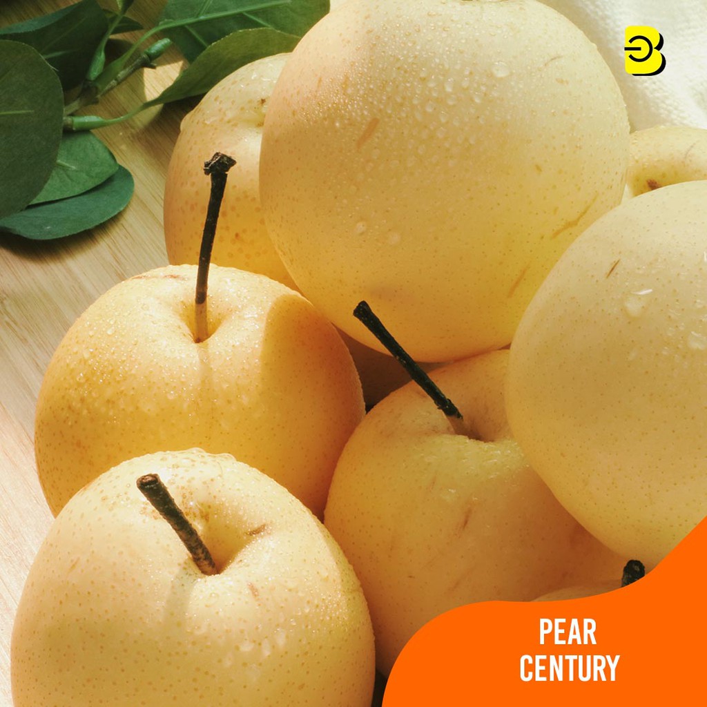 

BUAH PEAR CENTURY MANIS SEGAR | BUAH PEAR CENTURY PREMIUM MURAH BELIDIKITA