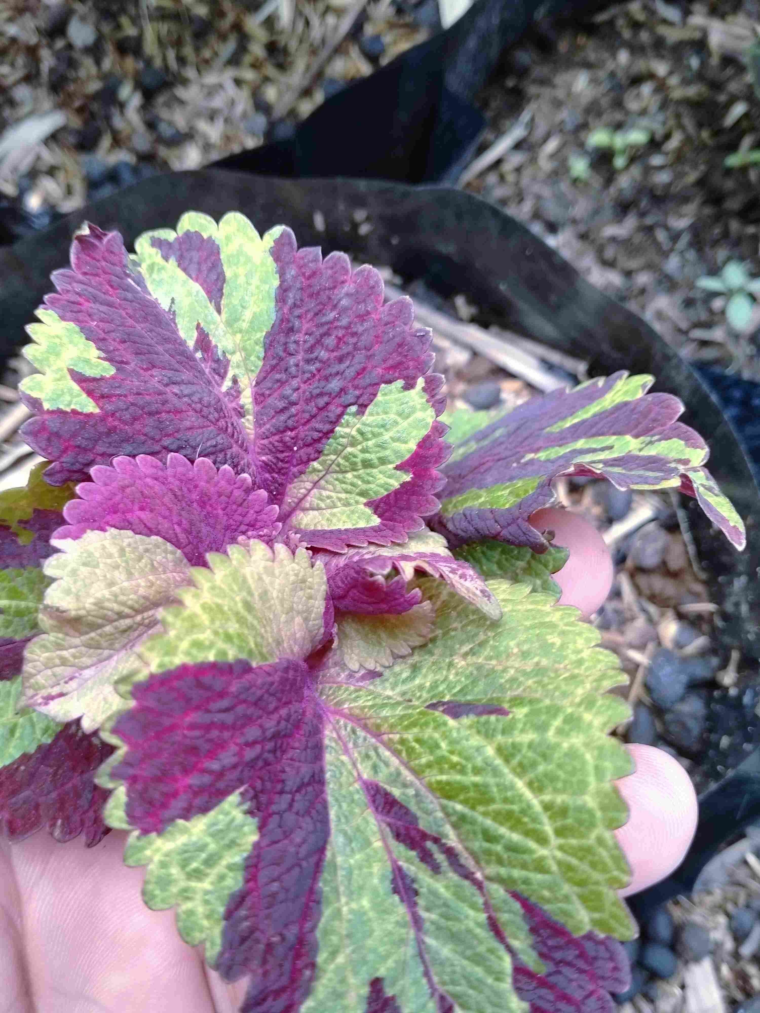 No 31 Tanaman Hias Miana/coleus/iler/jawe Kotok