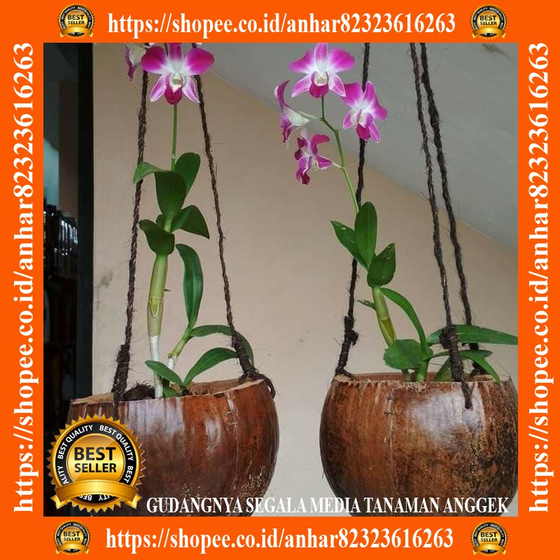 Pot gantung anggrek sabut kelapa pot cumplung pot tanaman pot anggrek media anggrek