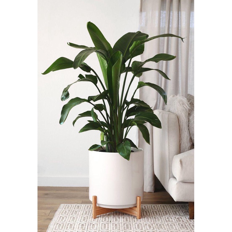 Kaki Pot Besar | Standing Pot | Kayu Kotak | Planter