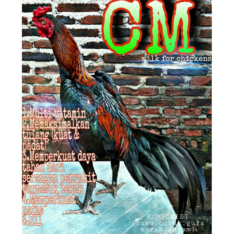 

CM susu khusus AYAM