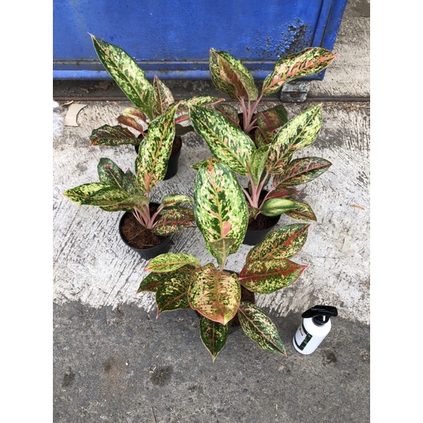 aglaonema coconut delight