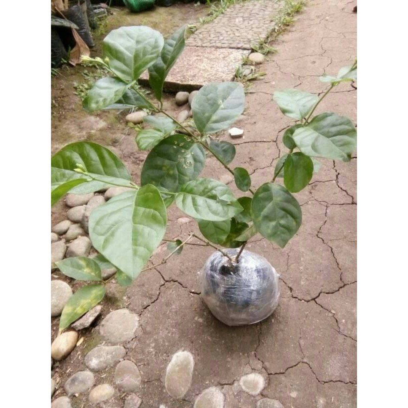 Pohon melati, bibit pohon melati, tanaman bunga melati pohon melati jawa