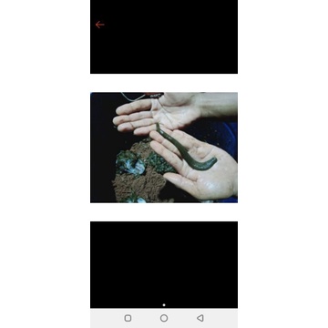 lintah terapi ukuran jumbo