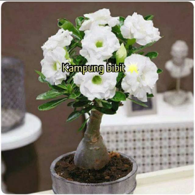 Bibit Bunga Kamboja Adenium Putih Triple Shopee Indonesia