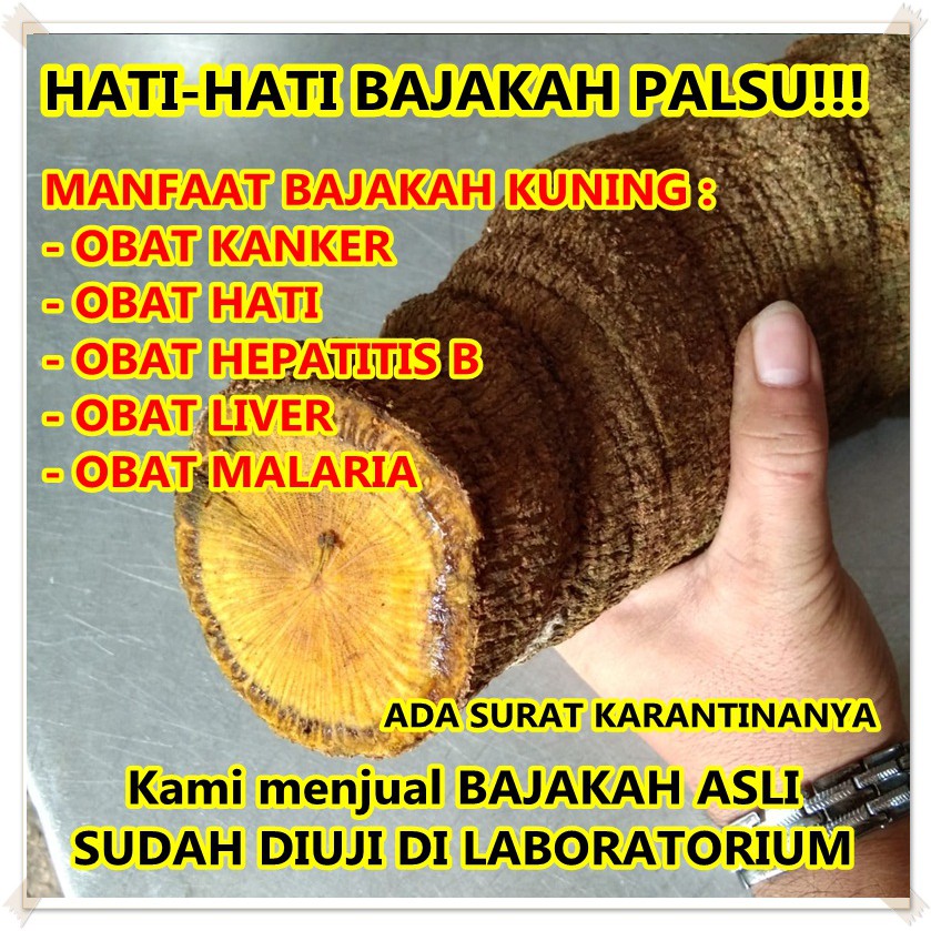 

KAYU BAJAKAH ASLI ORIGINAL KUNING 500gr OBAT HERBAL RESMI ASLI KALIMANTAN OBAT KANKER SAKIT KUNING