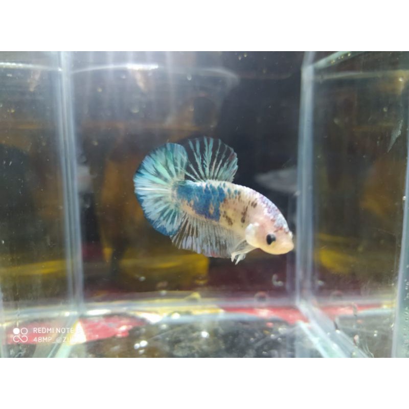 Ikan cupang hmpk koi murah