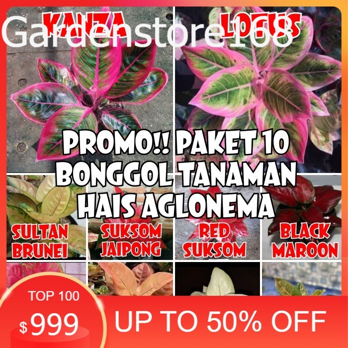 Promo Baru 10  Bibit  Aglonema kanza lotus sb suksom red suksom black maroon nezkia red anja super w